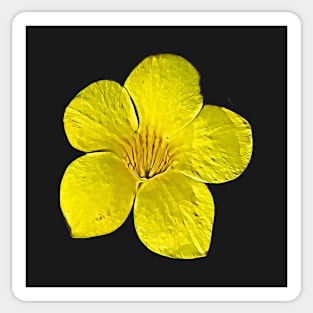 Official Flower Bahamas Yellow Elderflower Tecoma Stans Pattern Sticker